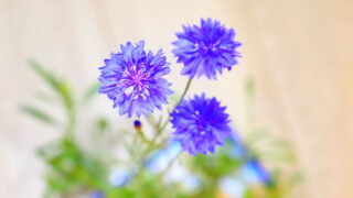 八重矢車草　セントーレア　矢車菊