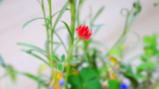 strawberry candle/crimson clover